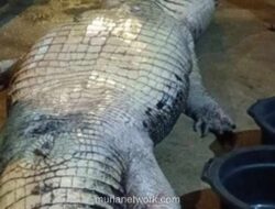 Buaya Raksasa 5,7 Meter di Inhil Tewas Usai Mogok Makan 20 Hari