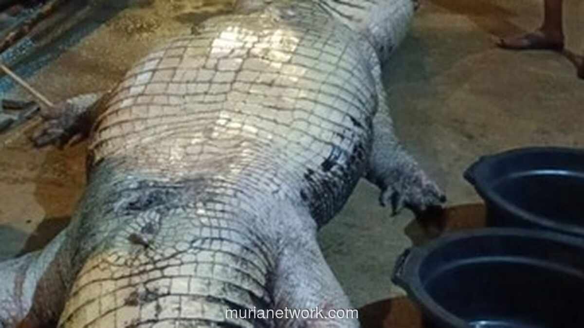 Buaya Raksasa 5,7 Meter di Inhil Tewas Usai Mogok Makan 20 Hari