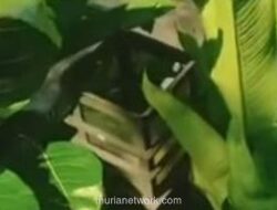 Viral, Deretan Lampu Taman di Flyover Cibinong Raib Dicuri Oknum