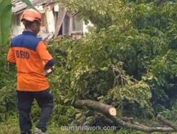 Pohon Raksasa Tumbang Terjang Asrama Polisi di Rangkasbitung