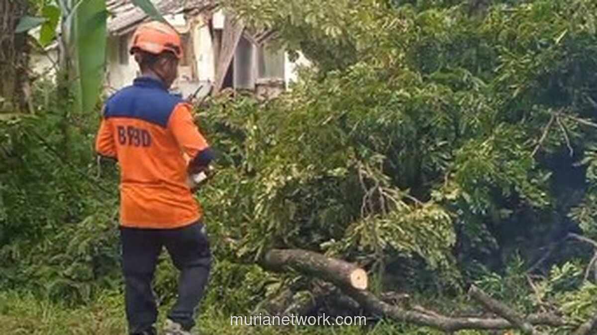 Pohon Raksasa Tumbang Terjang Asrama Polisi di Rangkasbitung