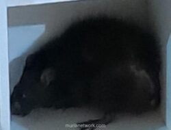 Damkar Bogor Turun Tangan Evakuasi Tikus Galak yang Serang Anak di Cibinong