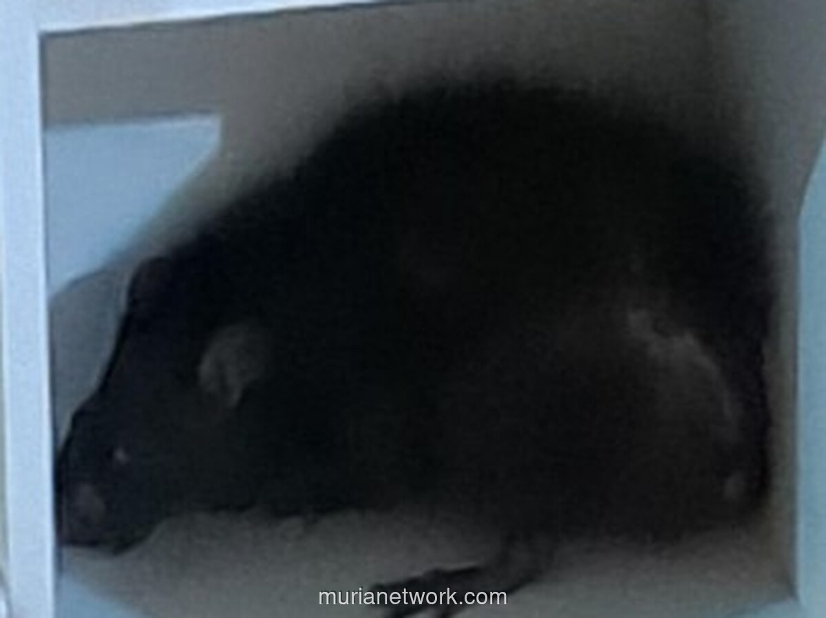 Damkar Bogor Turun Tangan Evakuasi Tikus Galak yang Serang Anak di Cibinong