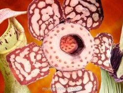 Setelah 13 Tahun, Tiga Raksasa Flora Nusantara Mencuri Perhatian Dunia