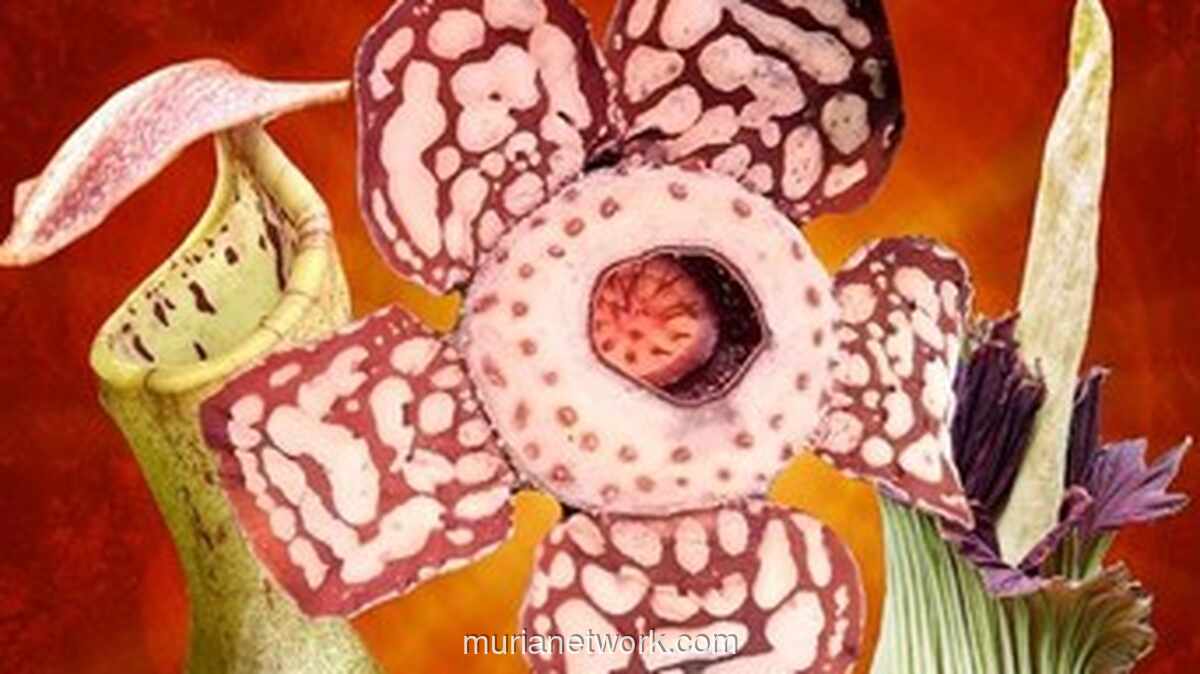 Setelah 13 Tahun, Tiga Raksasa Flora Nusantara Mencuri Perhatian Dunia