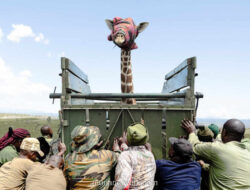 Jerapah-Jerapah Tertambat di Ujung Habitat, Tim Kenya Bergerak Cepat