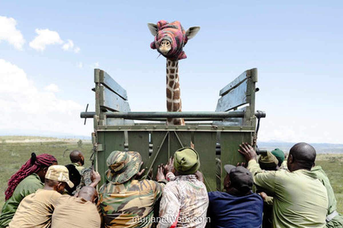 Jerapah-Jerapah Tertambat di Ujung Habitat, Tim Kenya Bergerak Cepat