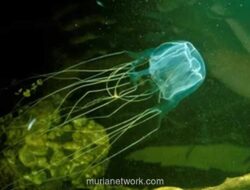 Kisah Pilu di Langkawi: Balita Rusia Tewas Usai Disengat Ubur-ubur