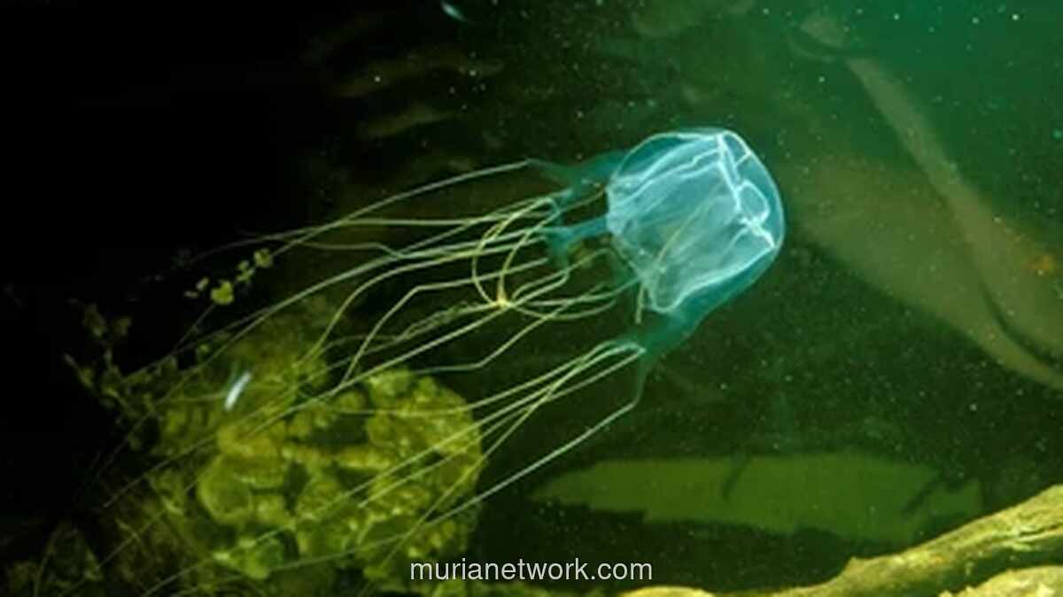 Kisah Pilu di Langkawi: Balita Rusia Tewas Usai Disengat Ubur-ubur