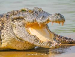 Buaya Raksasa 585 Kg Tewas Usai Perut Dipenuhi Sampah Plastik dan Benda Elektronik