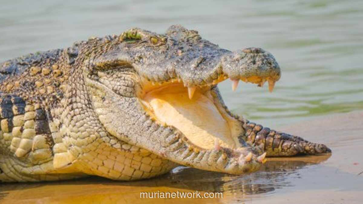 Buaya Raksasa 585 Kg Tewas Usai Perut Dipenuhi Sampah Plastik dan Benda Elektronik