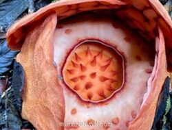 Kontroversi Unggahan Oxford: Peneliti Indonesia Terabaikan di Balik Temuan Rafflesia Langka