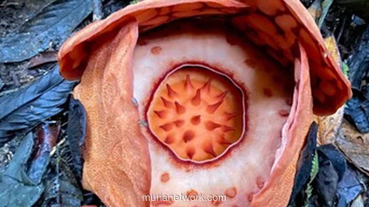 Kontroversi Unggahan Oxford: Peneliti Indonesia Terabaikan di Balik Temuan Rafflesia Langka