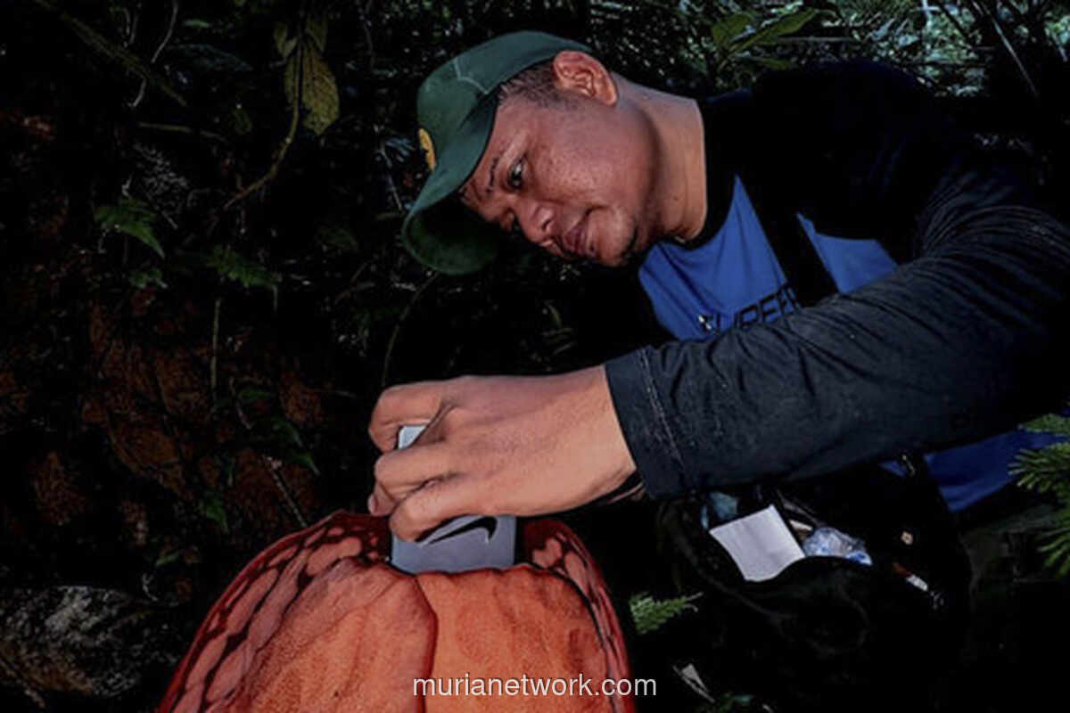 Tangis Haru di Tengah Rimba: Rafflesia Langka Akhirnya Ditemukan Setelah 13 Tahun Menghilang