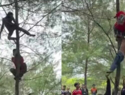 Pria Mabuk Tidur di Atas Pohon, Berakhir Dilempar ke Kolam oleh Warga