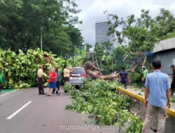 Pohon Tumbang di Senayan Sempat Lumpuhkan Layanan MRT Jakarta