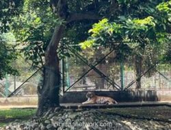 Ragunan Buka Suara Soal Video Harimau Lesu, Ini Faktanya