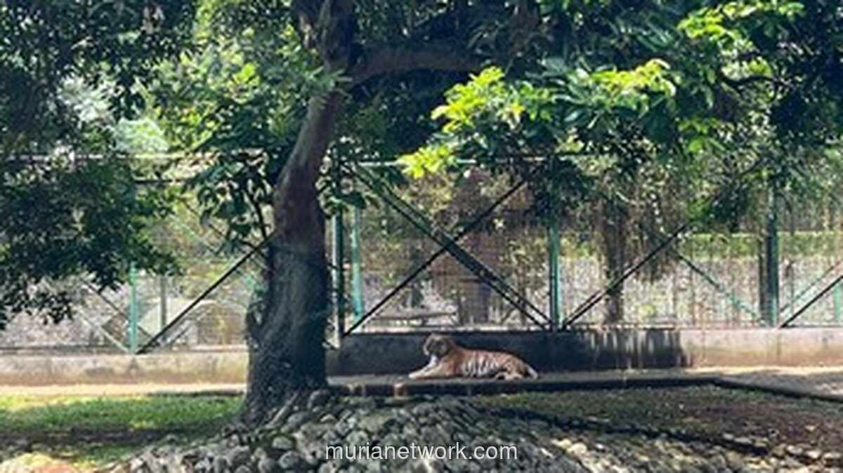 Ragunan Buka Suara Soal Video Harimau Lesu, Ini Faktanya