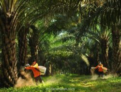 POSCO International Ambil Alih Saham Sampoerna Agro Rp9,45 Triliun, Harga MTO Bakal Tembus Rp7.903