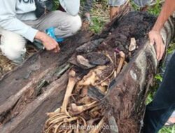 Misteri Dua Tahun Hilang Terpecahkan, Kerangka di Pohon Aren Sergai Identik sebagai Muhammad Yuda Prawira
