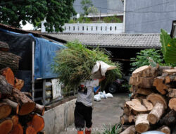 Rahasia Kandang Sapi yang Bertahan di Tengah Hiruk-Pikuk Jakarta