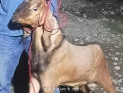 Kakak Curi Kambing Adik Demi Beli Ponsel, Ternyata Residivis