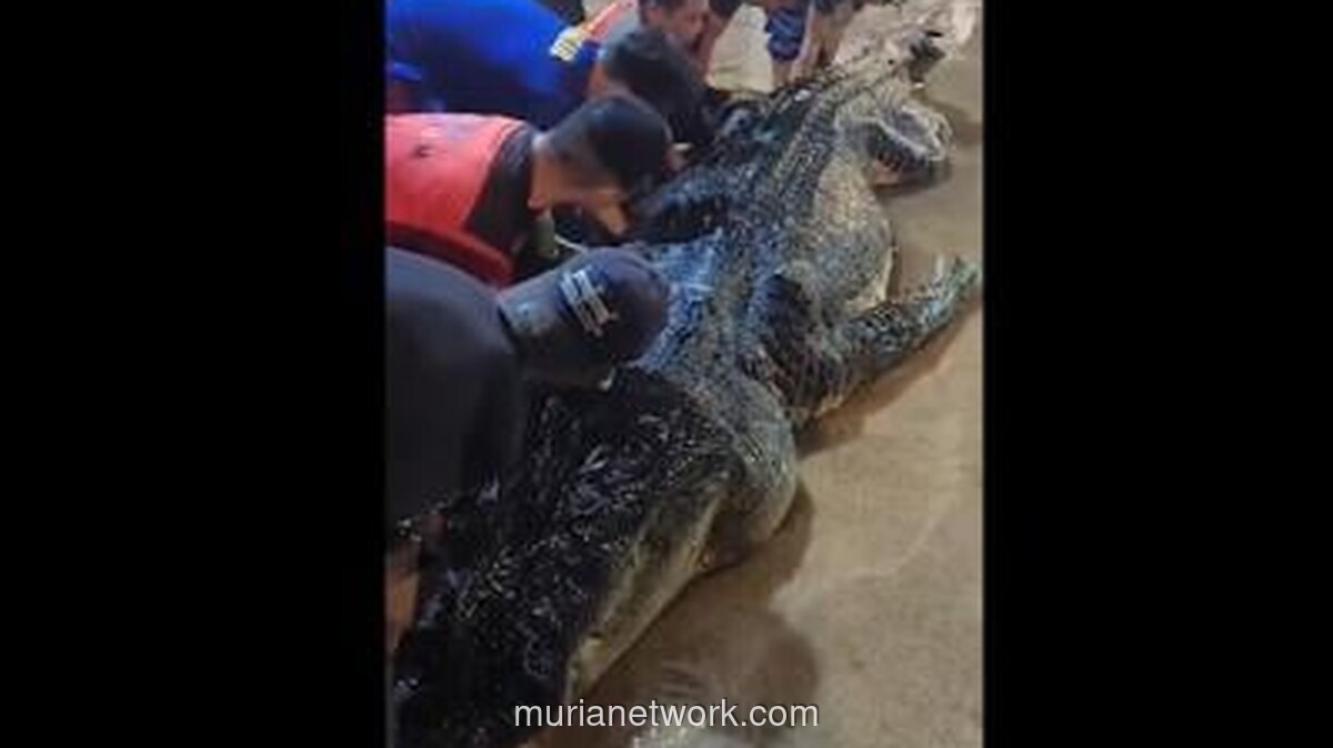 Buaya Raksasa Inhil Tewas dengan Sampah Plastik di Perutnya