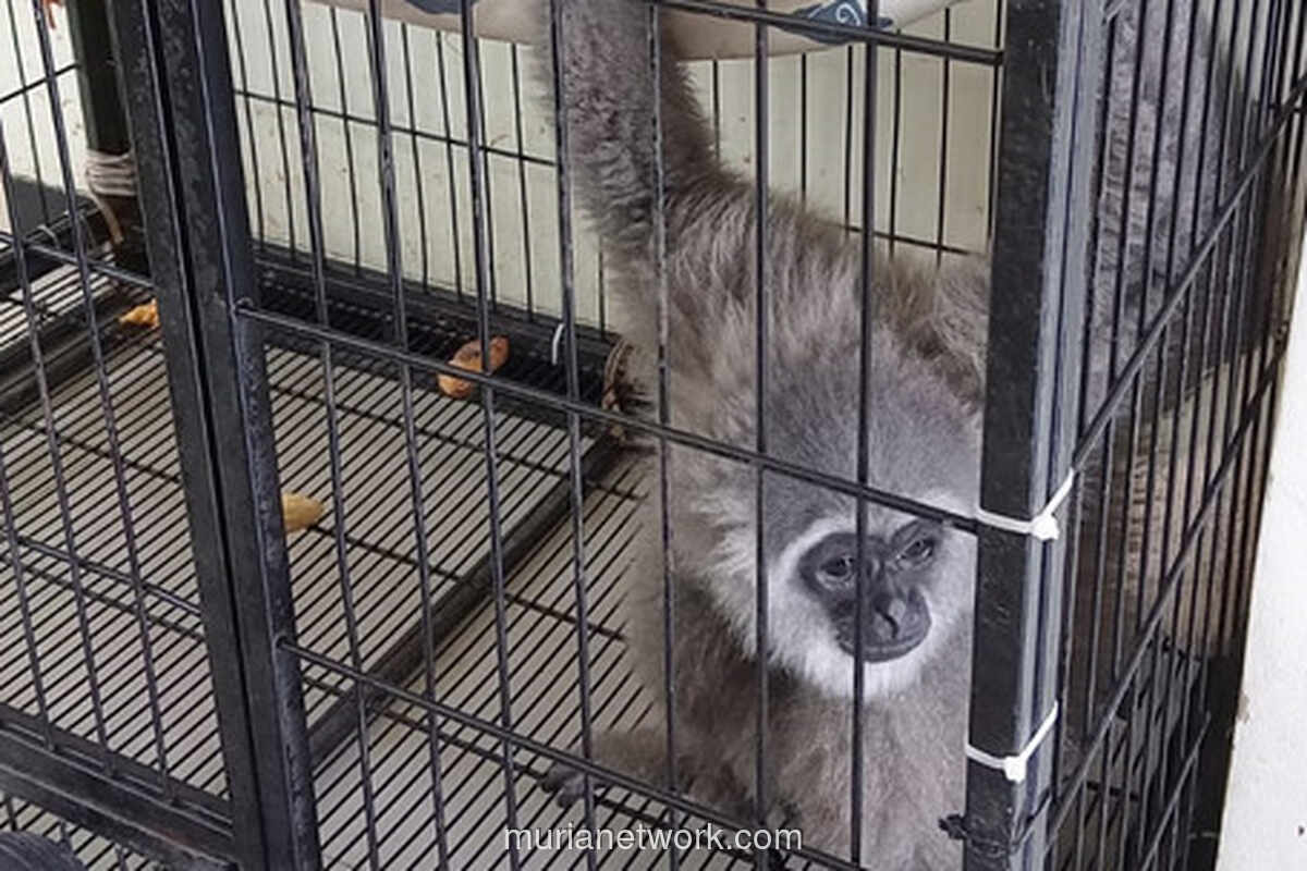 Owa Jawa Peliharaan Warga Kabur, Asisten Rumah Tangga Terluka