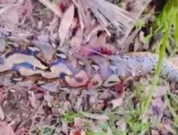 Petani di Buton Tewas Diterkam Piton Tujuh Meter Usai Pulang Kebun