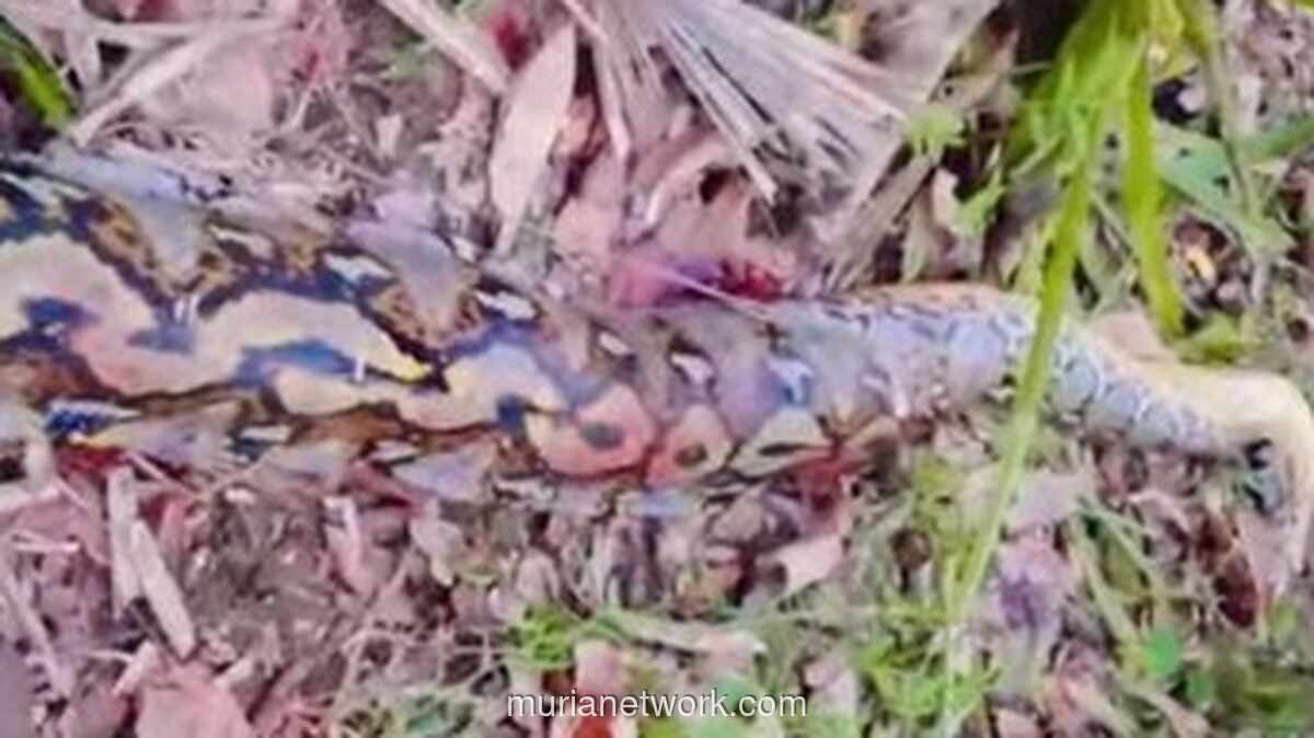 Petani di Buton Tewas Diterkam Piton Tujuh Meter Usai Pulang Kebun