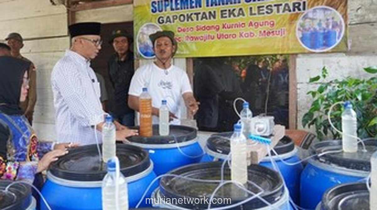 Gubernur Lampung Turun ke Sawah, Pantau Langsung Pembuatan Pupuk Organik Cair