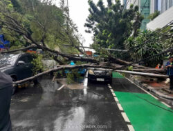 Hujan Deras Tumbangkan Pohon dan Tiang Listrik di DI Panjaitan, Lalu Lintas Sempat Lumpuh