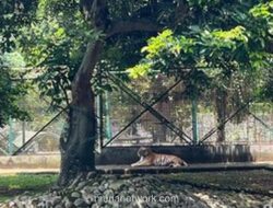 Video Lama Hebohkan Ragunan, Pengelola Bantah Isu Harimau Kurus
