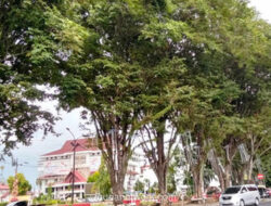 Ancaman di Atas Kepala: Pohon Tua Manado Mengintai Warga