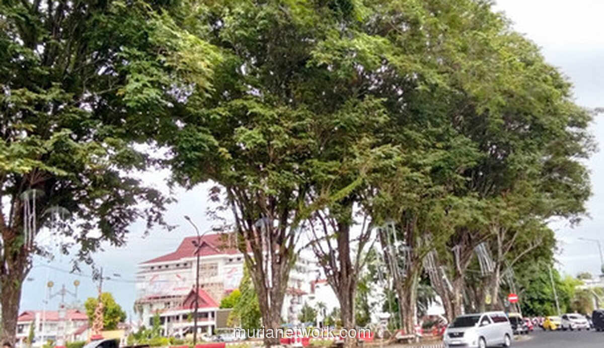 Ancaman di Atas Kepala: Pohon Tua Manado Mengintai Warga