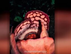 Tangis Haru di Hutan Sumatra: Perjalanan 23 Jam untuk Menemukan Bunga yang Hilang