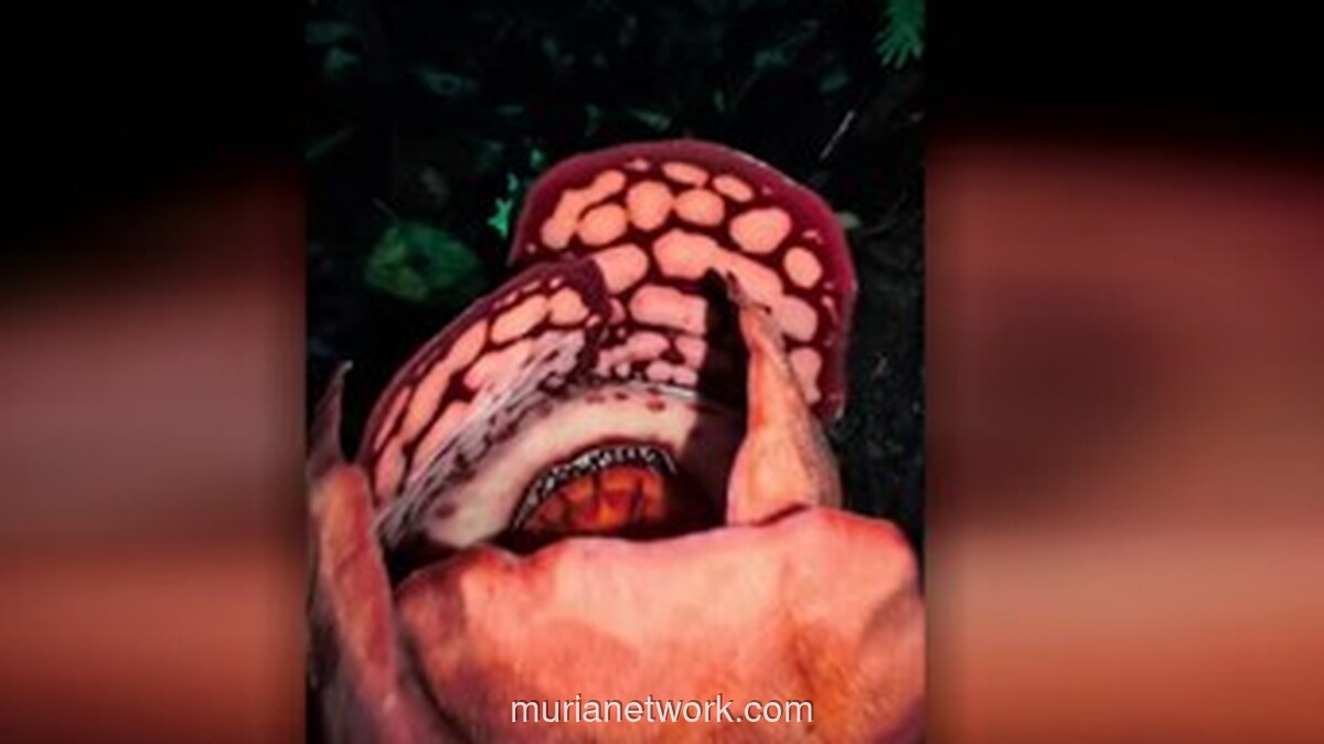 Tangis Haru di Hutan Sumatra: Perjalanan 23 Jam untuk Menemukan Bunga yang Hilang