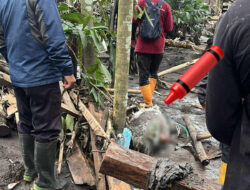 Ratusan Ternak di Lumajang Hangus Terpanggang Awan Panas Semeru