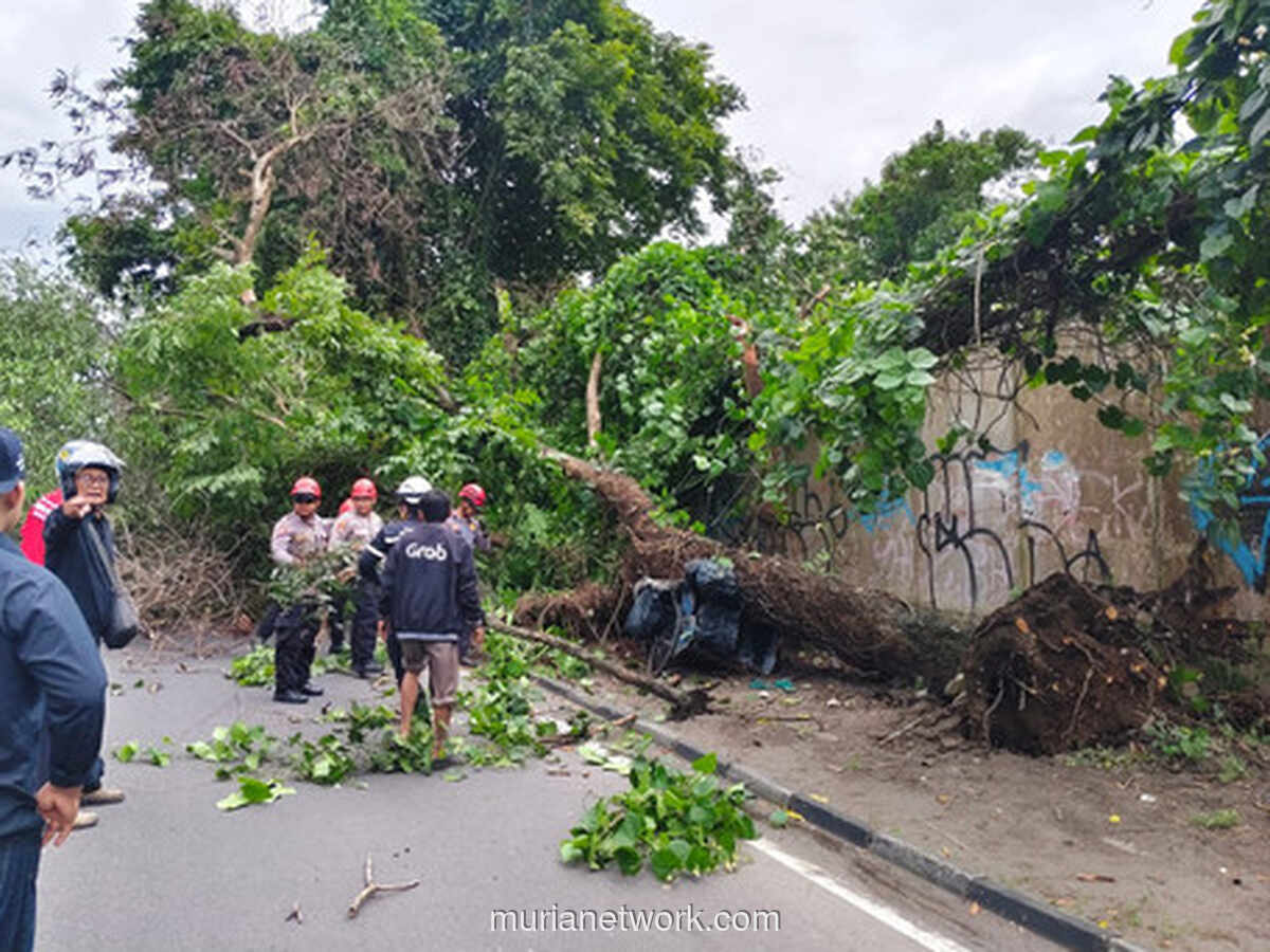 Pohon Tumbang di Ring Road Utara Tewaskan Dua Orang yang Sedang Berhenti