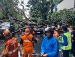 Pohon Tumbang Timbun Jalan DI Panjaitan, Lalu Lintas Lumpuh Total