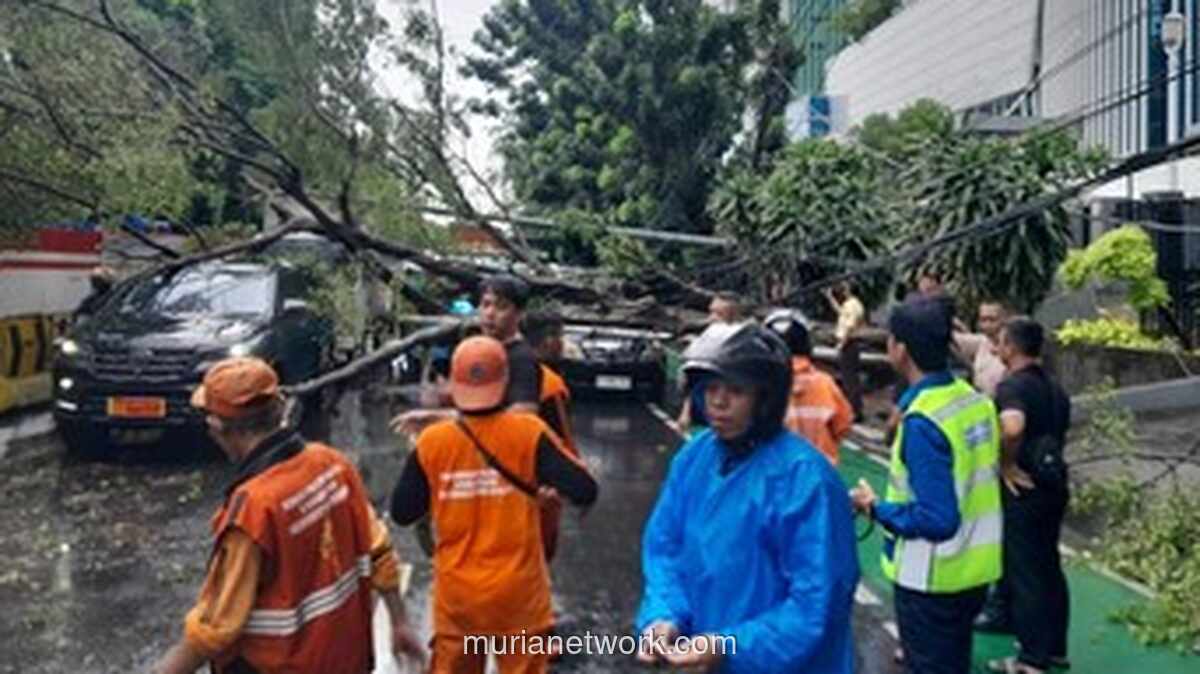 Pohon Tumbang Timbun Jalan DI Panjaitan, Lalu Lintas Lumpuh Total