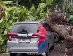 Hujan Deras di Jakarta Paksa Penebangan 163 Pohon Berisiko