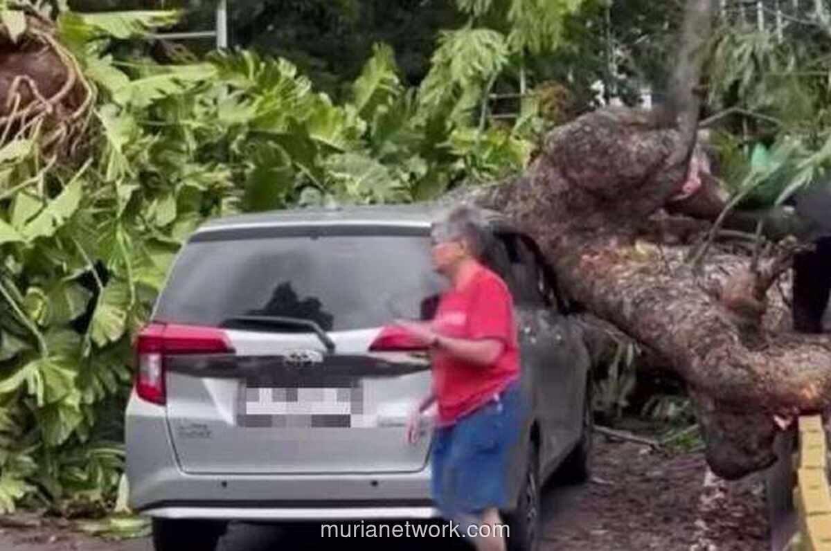 Hujan Deras di Jakarta Paksa Penebangan 163 Pohon Berisiko