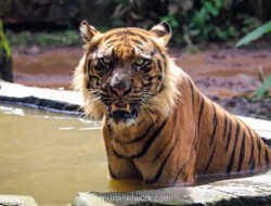 Pramono Anung Bantah Isu Harimau Benggala Ragunan Kelaparan