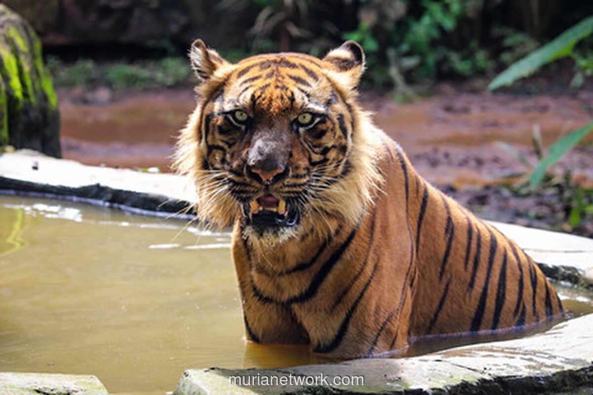 Pramono Anung Bantah Isu Harimau Benggala Ragunan Kelaparan