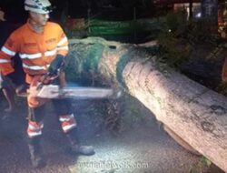 Bogor Diguncang Dua Pohon Tumbang dalam Satu Malam, Satu Pemotor Jadi Korban