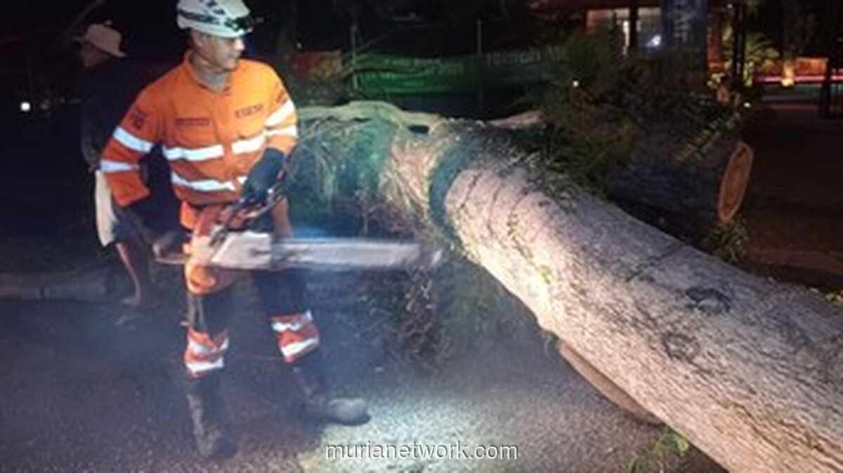 Bogor Diguncang Dua Pohon Tumbang dalam Satu Malam, Satu Pemotor Jadi Korban