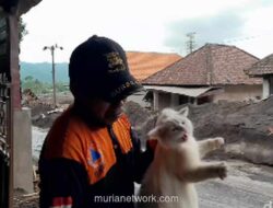 Dua Kucing Bertahan Hidup di Reruntuhan Erupsi Semeru, Akhirnya Diselamatkan Relawan