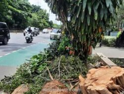 Pohon Beringin Tumbang di Cawang, Dua Mobil Ringsek dan Jalanan Lumpuh