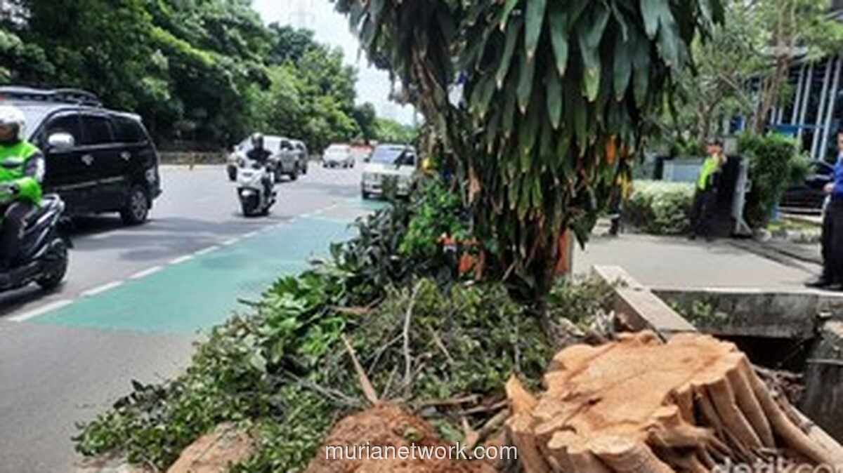 Pohon Beringin Tumbang di Cawang, Dua Mobil Ringsek dan Jalanan Lumpuh